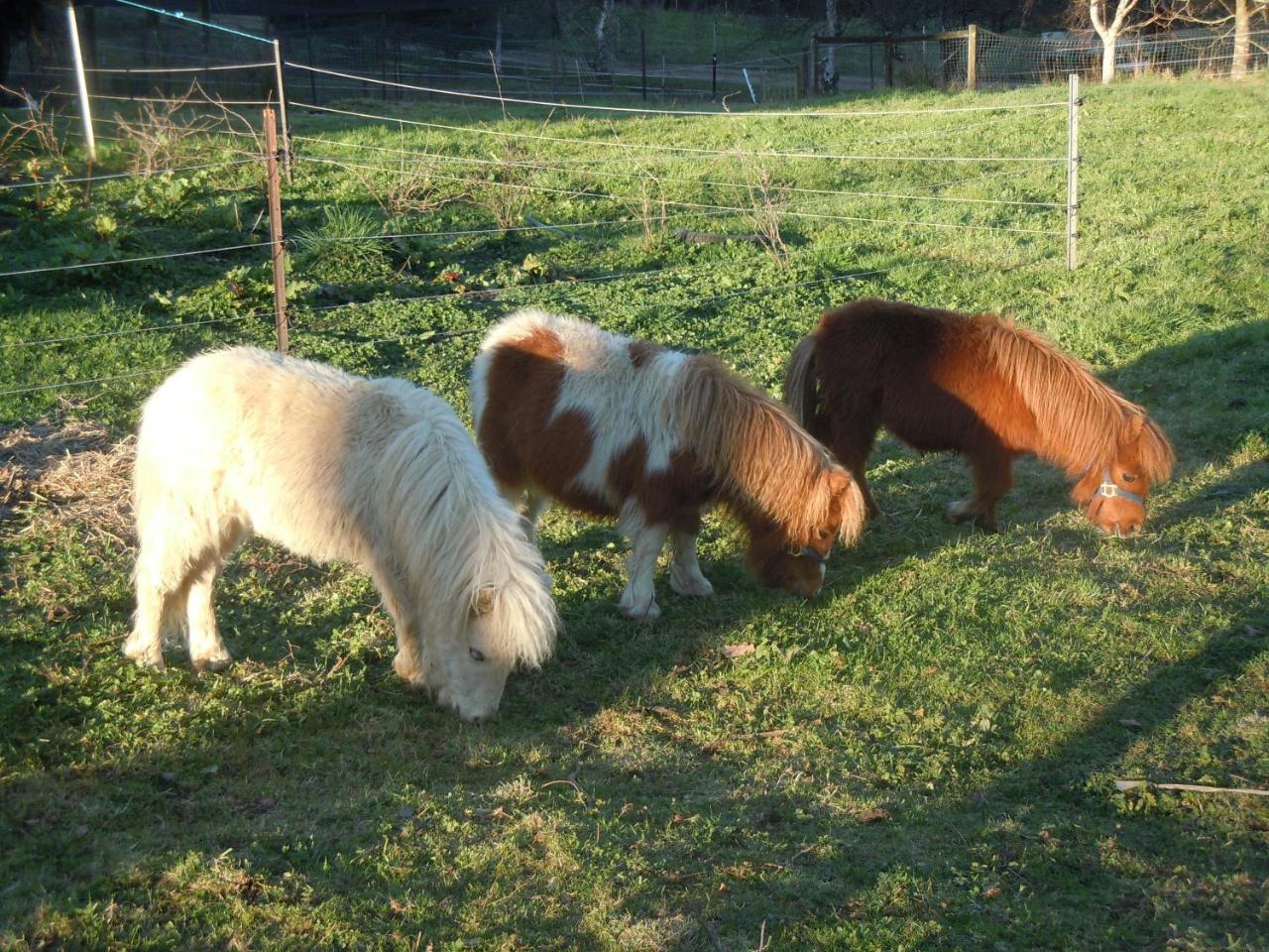 Whispering Spirit Holiday Cottages & Mini Ponies Franklin Kültér fotó