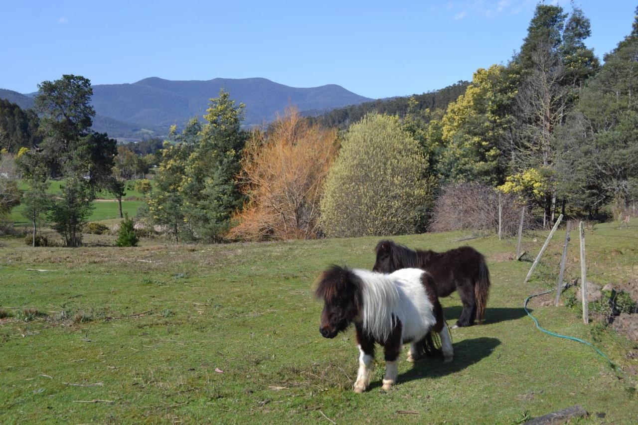 Whispering Spirit Holiday Cottages & Mini Ponies Franklin Kültér fotó